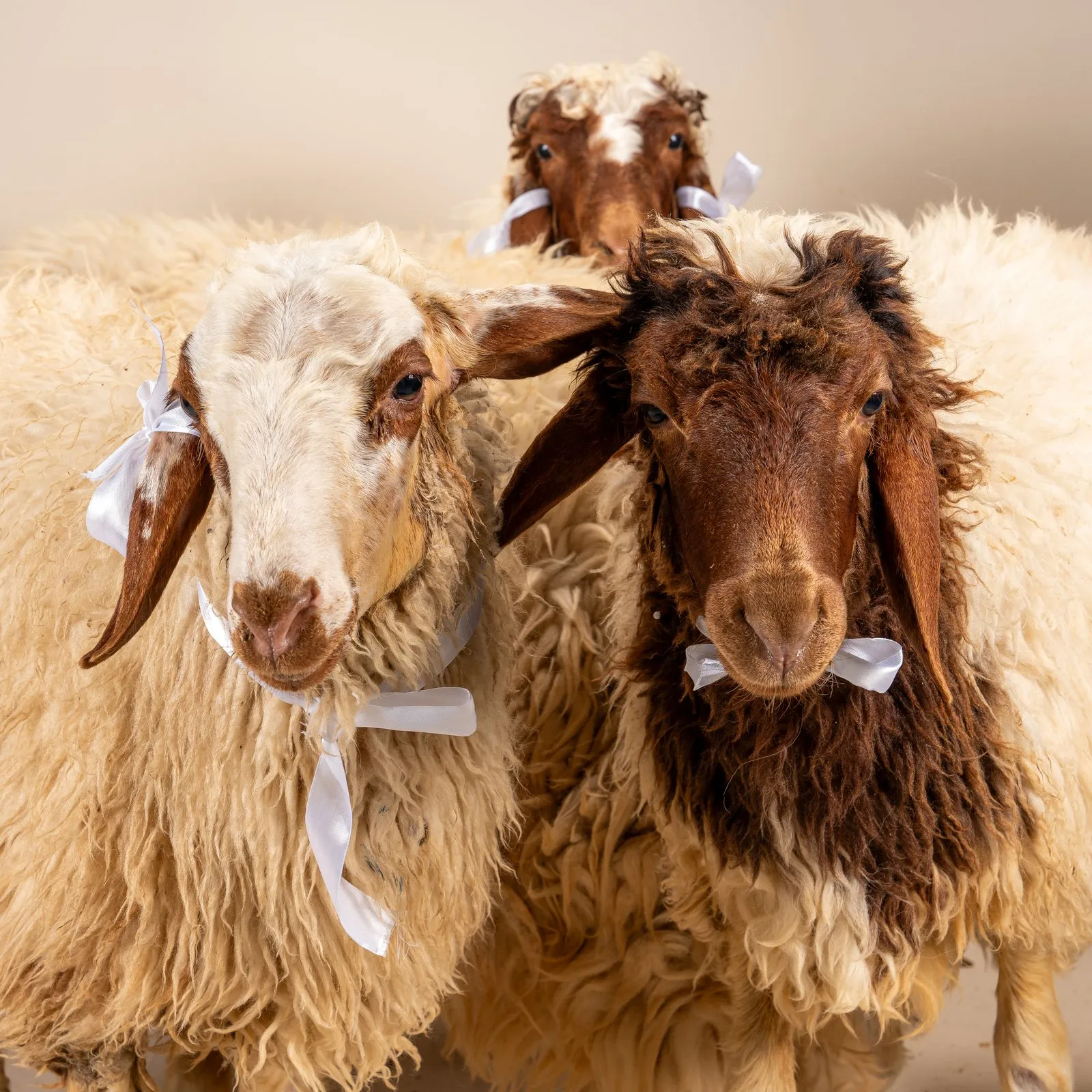 Eid sheep