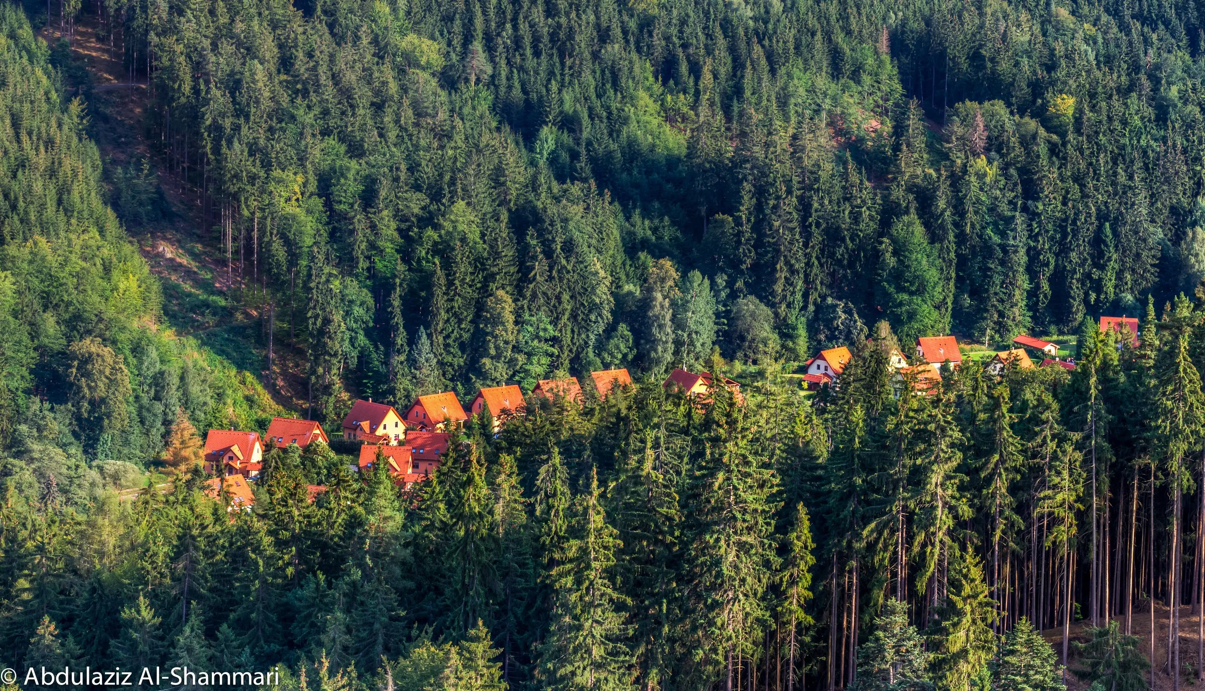 Red roofs in a pine forest