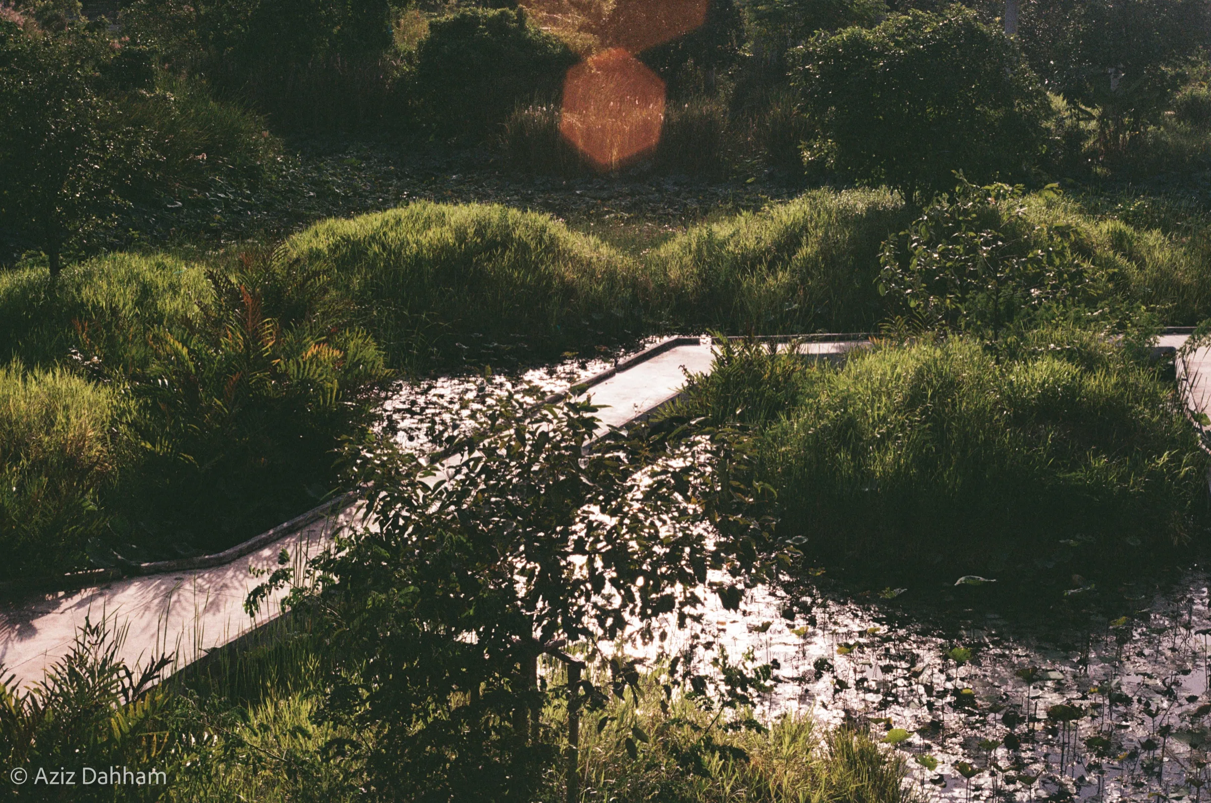 Garden pond in late light